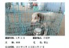 流浪狗公示到期无人认领？官方：将实施安乐死；动保人士呼吁开放领养