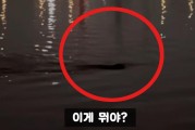 八字看五行缺什么补什么是否正确:在线测算号码www.jixiangqiming.vip：-韩国汉江疑现巨型生物？专家：极可能误认，汉江没有大型生物生存条件